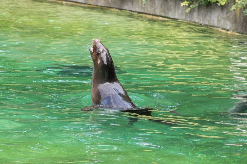 Sea lion swimming in green water