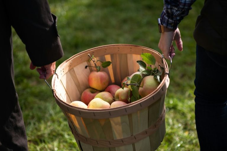 Two people carrying a wooden basket of freshly picked apples; illustrative harvest photograph