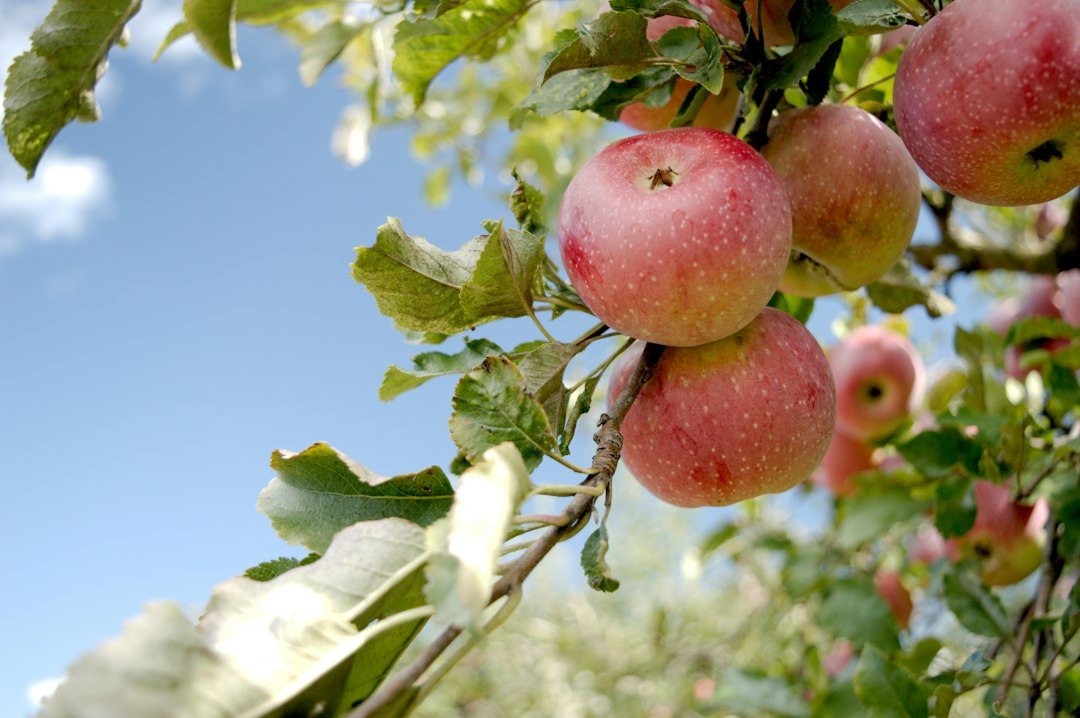 Red apples growing among green leaves on a tree