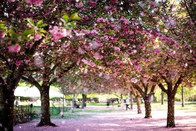 A path beneath rows of pink cherry blossoms at Brooklyn Botanic Garden