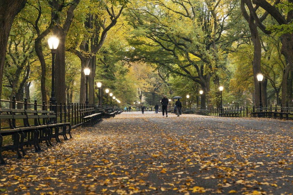 Autumn leaves in Central Park, New York City