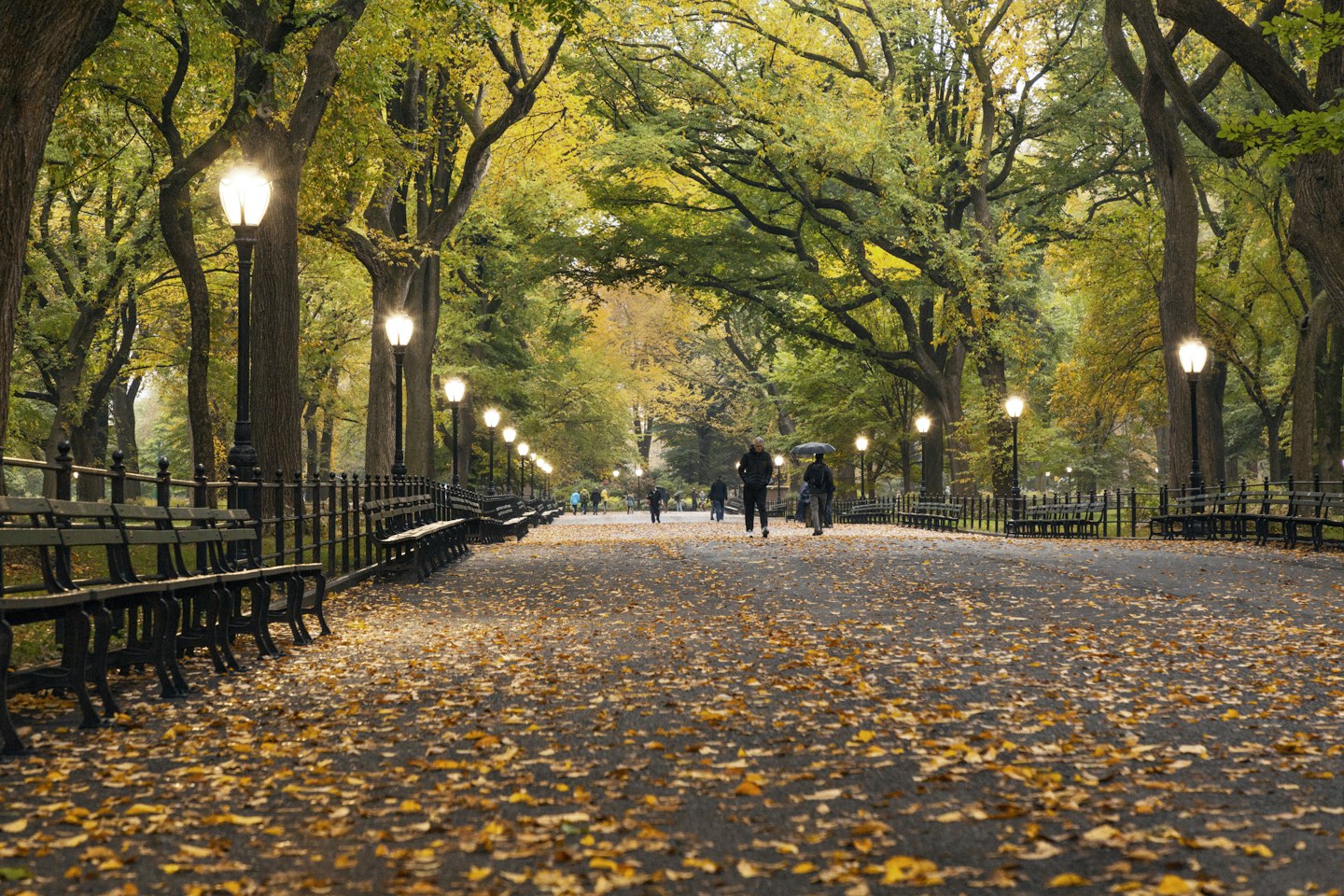 Autumn leaves in Central Park, New York City