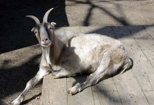 A goat photographed at Sweetbriar Nature Center in Smithtown