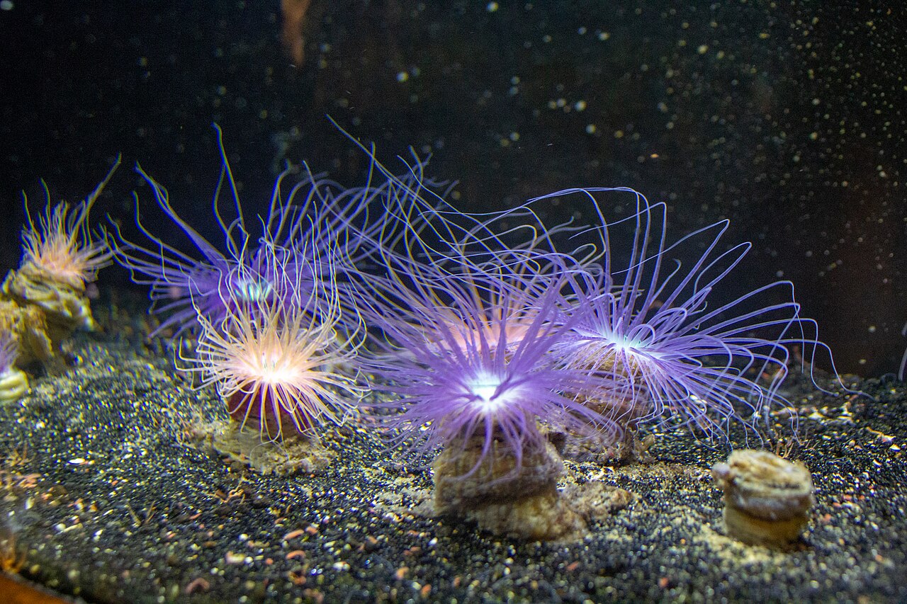 Marine life photographed at Long Island Aquarium in Riverhead