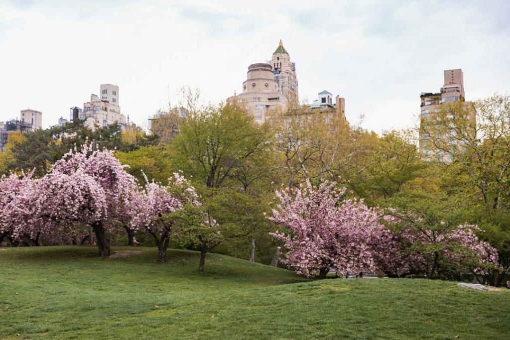 Pink flowering trees and green lawns in Central Park