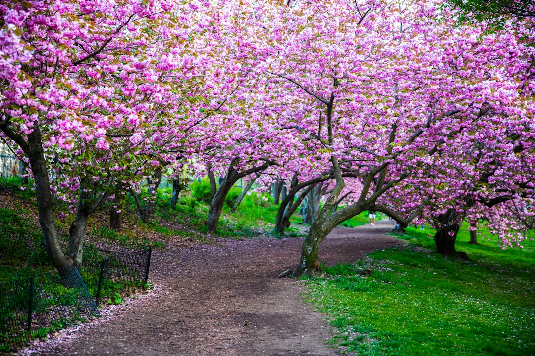 Pink cherry blossoms over a green lawn in spring