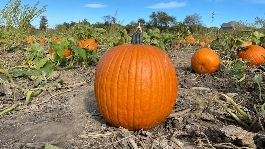 A large orange pumpkin with smaller pumpkins across an autumn field