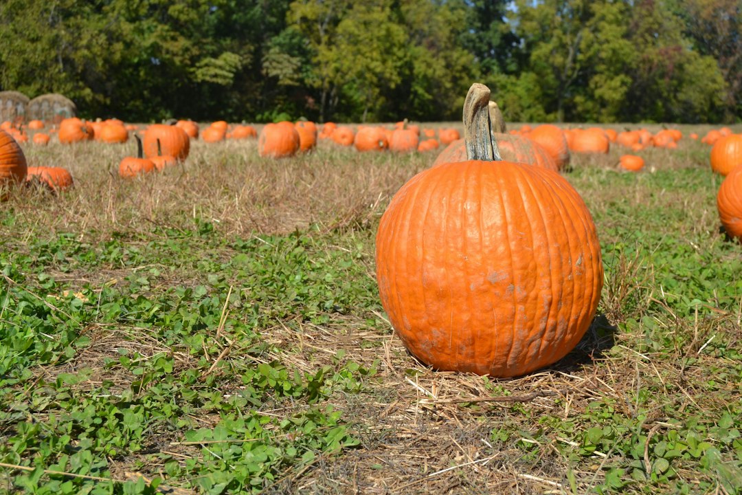An orange pumpkin on grass with more pumpkins across the field behind it
