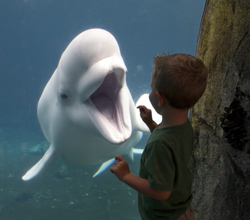 A child looking at a beluga whale at Mystic Aquarium
