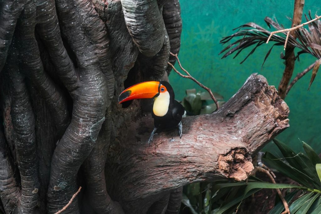 Toucan perched beside a tree trunk