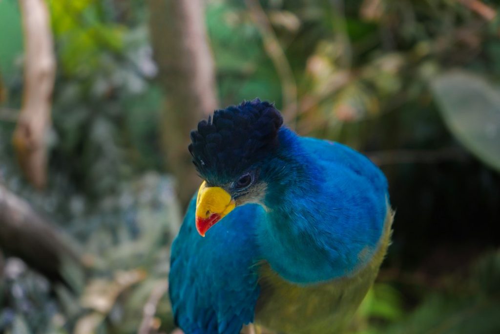 Blue bird with a yellow face perched on a branch